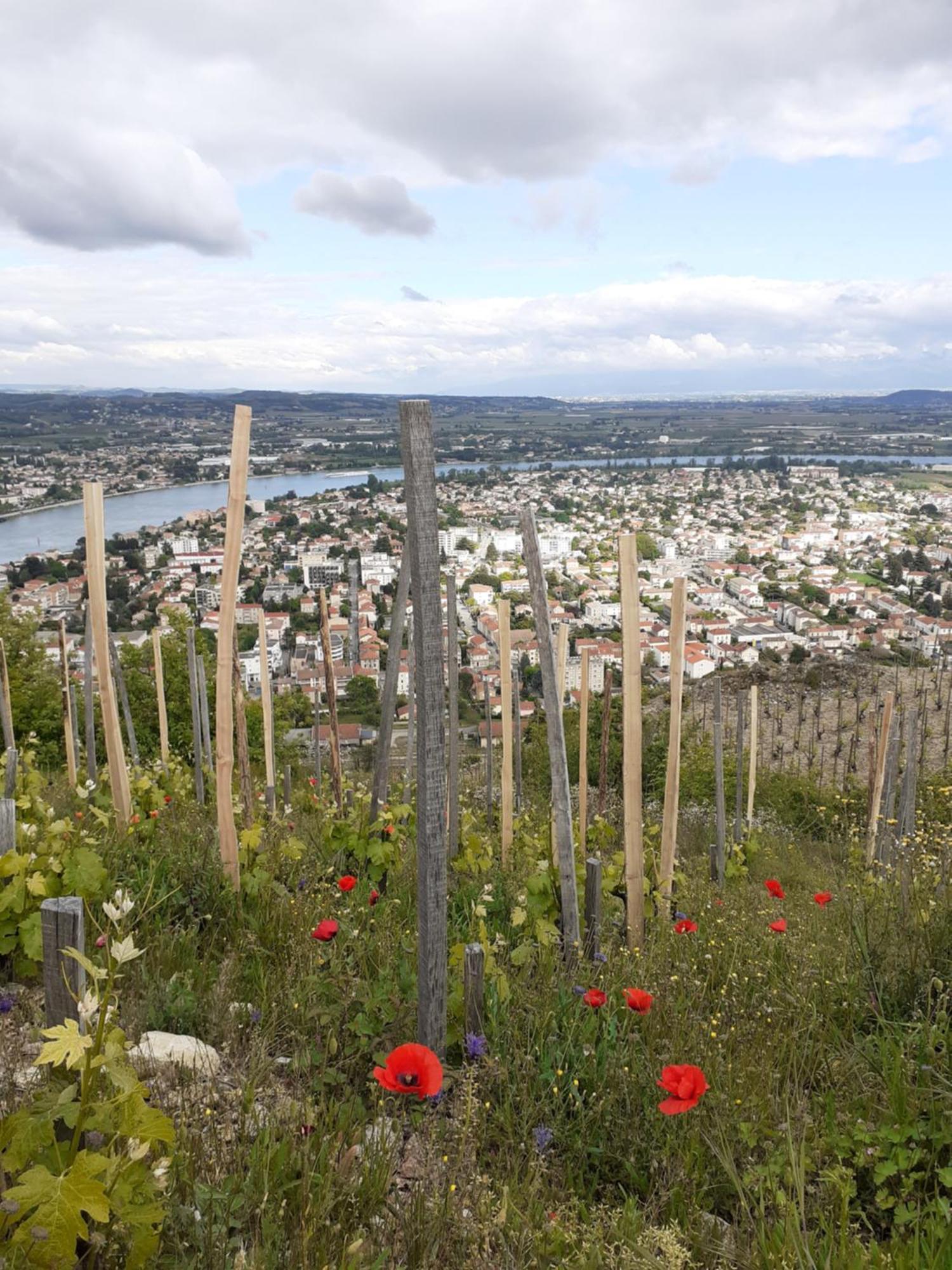 Gite Du Vigneron A La Terrasse Piscine Local Velos Tournon-sur-Rhone Exteriör bild